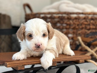 Cavachon dogs Buzz - Ad 19
