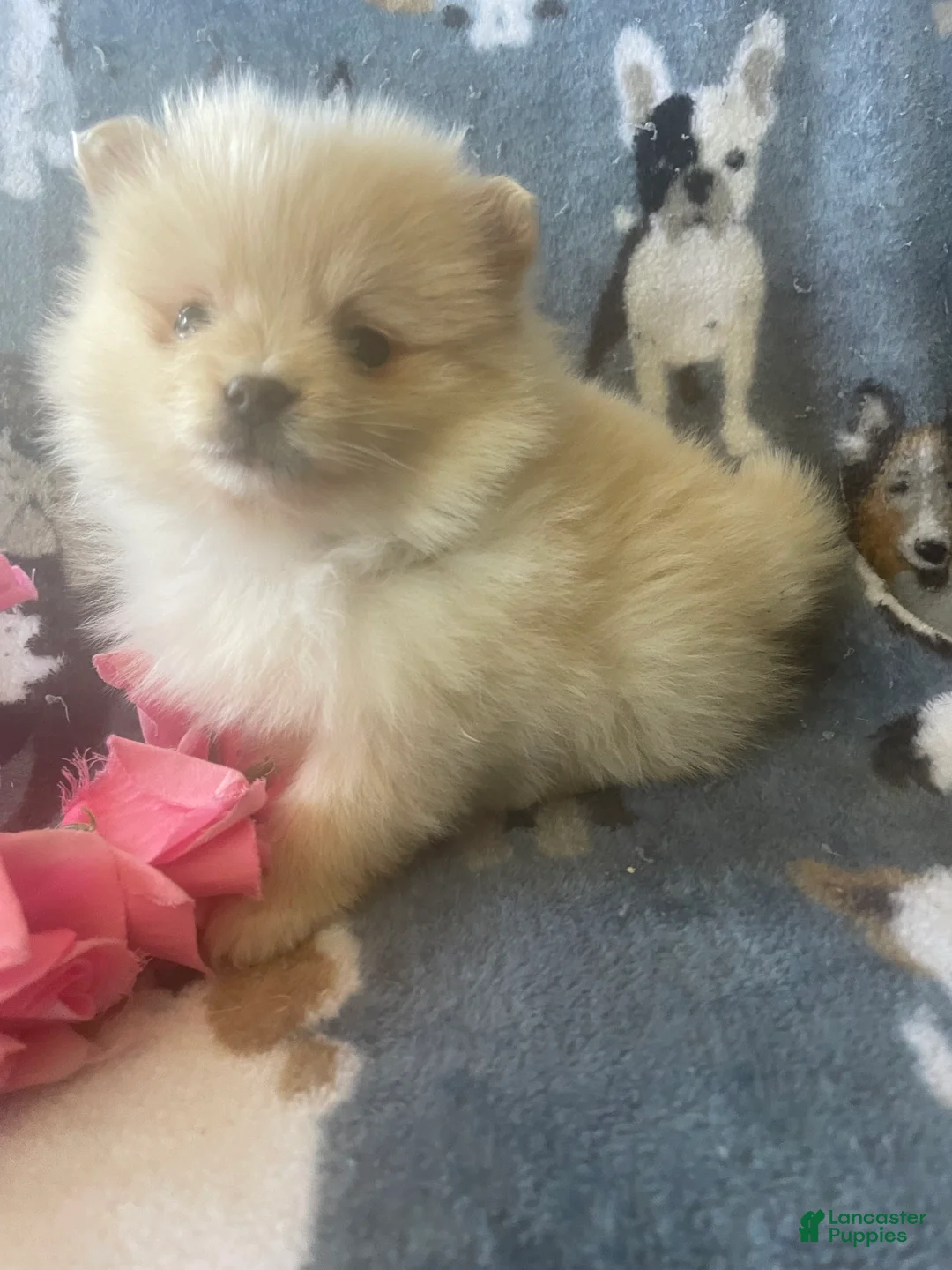 Pomeranian dogs for sale: Luke - Ad 4