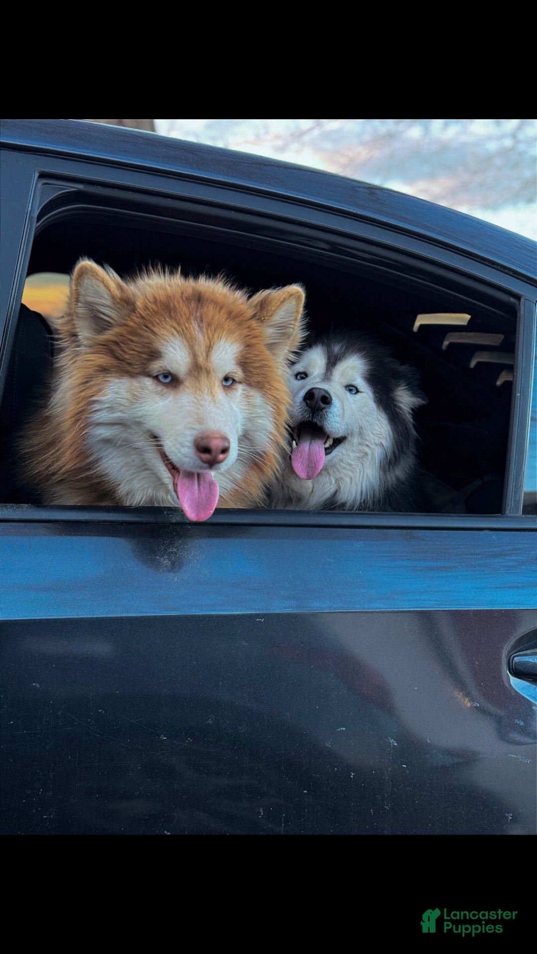 Siberian Husky dogs for sale: RED - Ad 10