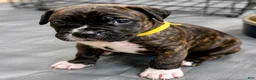 Mixed Breed dogs for sale: American Corso yellow collar - Ad 4