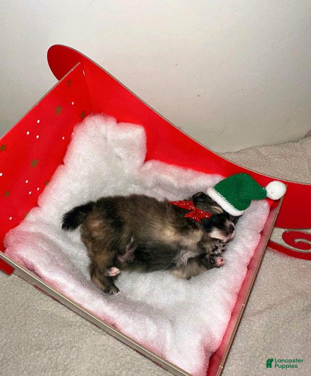 Pomeranian dogs for sale: Molly - Ad 9