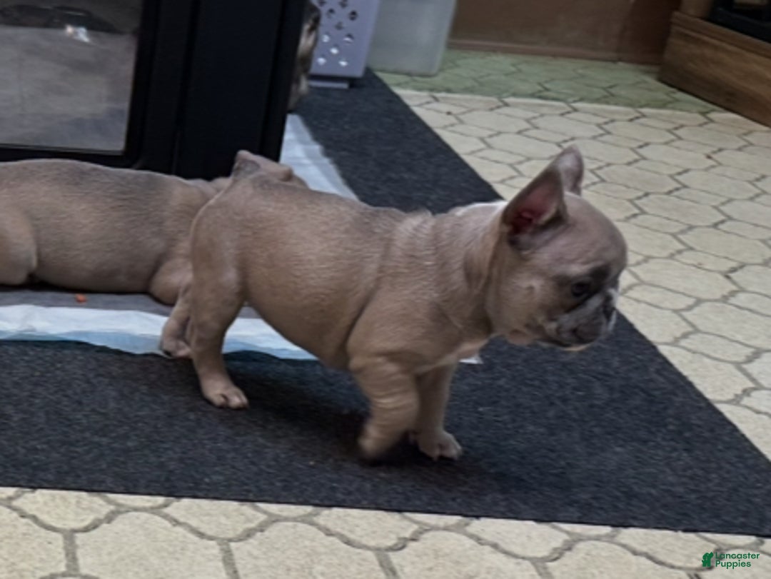 French Bulldog dogs for sale: Princess - Ad 2
