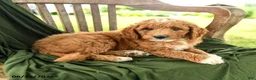 Goldendoodle dogs for sale: Brielle - Ad 3