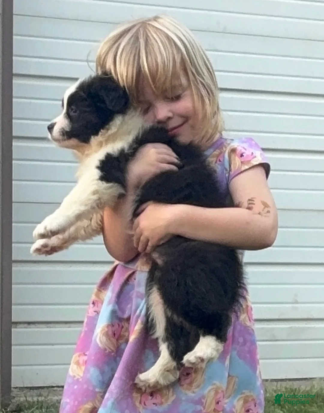 Mixed Breed dogs for sale: Border Aussie 3 - Ad 1