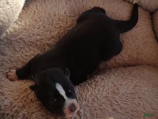 Siberian Husky dogs for sale: Siberian Husky Puppy 6 - Ad 2