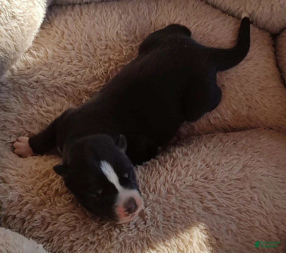 Siberian Husky dogs for sale: Siberian Husky Puppy 6 - Ad 11