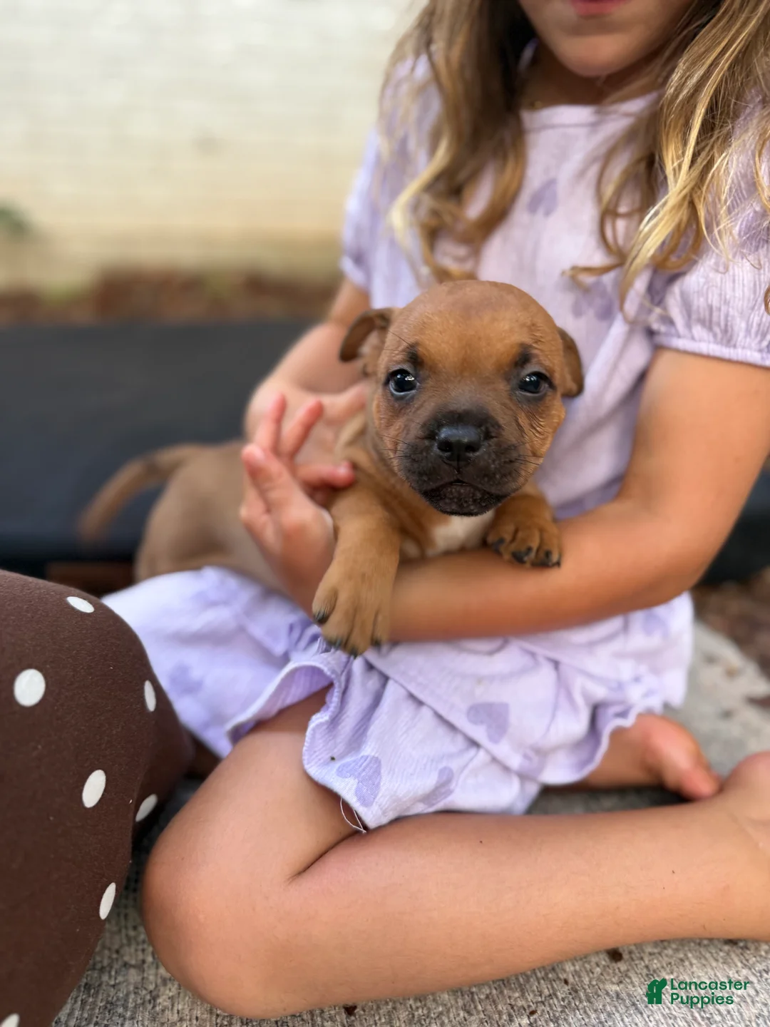 Staffordshire Bull Terrier dogs for sale: Staffordshire Bull Terrier 5 - Ad 2