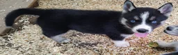 Siberian Husky dogs for sale: Sonya's male 4 - Ad 4