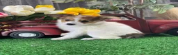 Papillon dogs for sale: Ruth🪴 - Ad 5