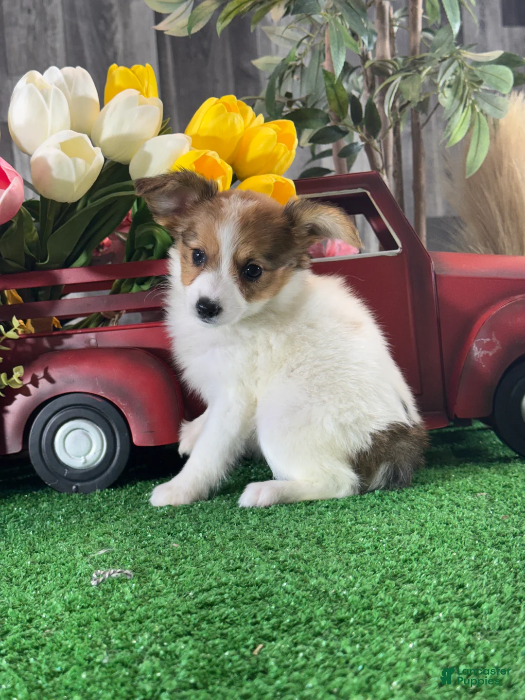 Papillon dogs for sale: Ruth🪴 - Ad 5