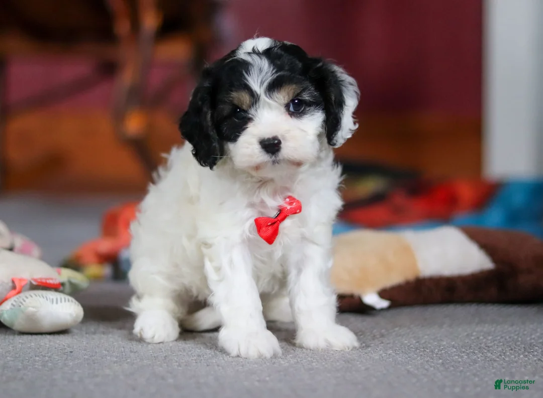 Gallery Image {{count}}