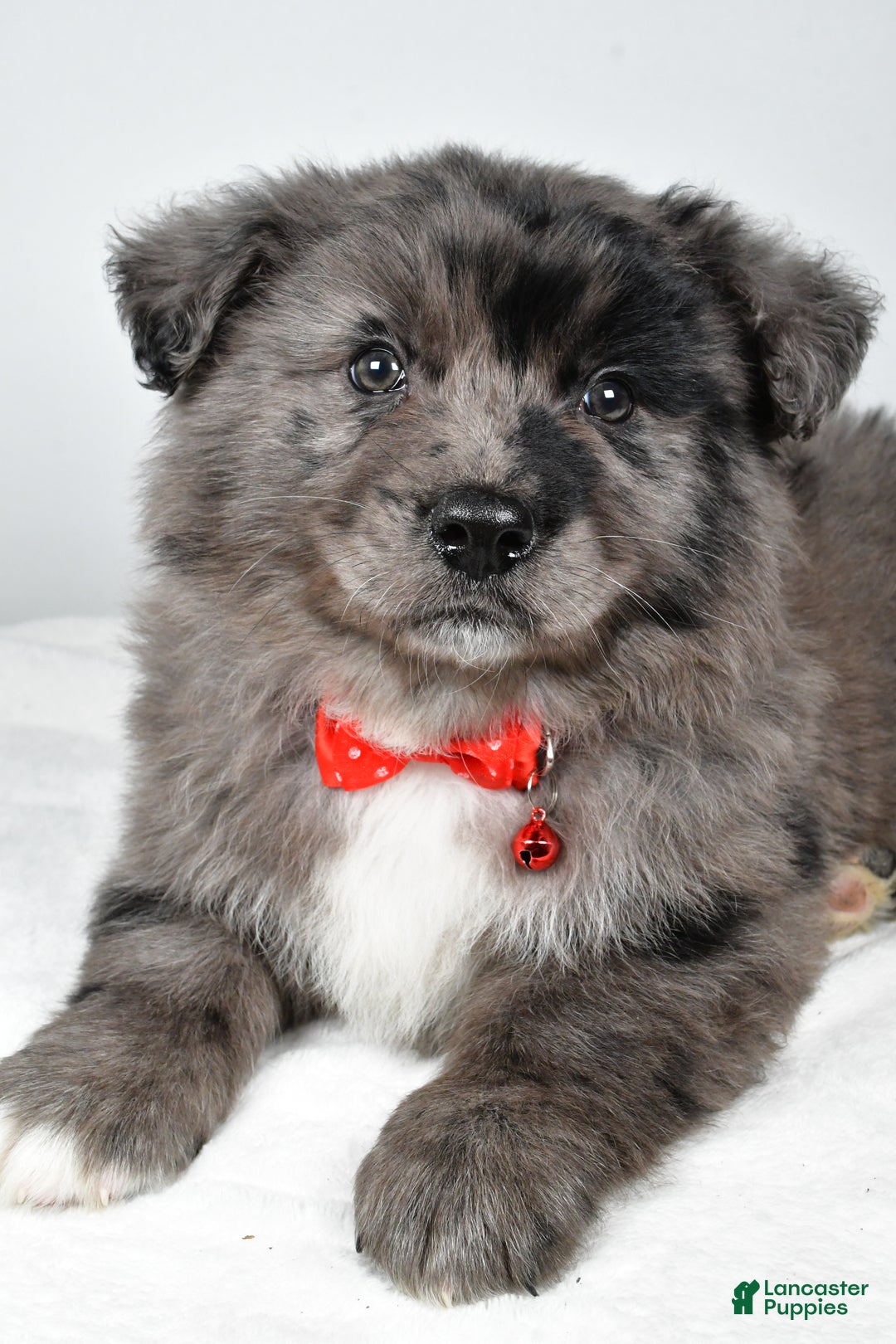 Mixed Breed dogs for sale: Peanut - Ad 5