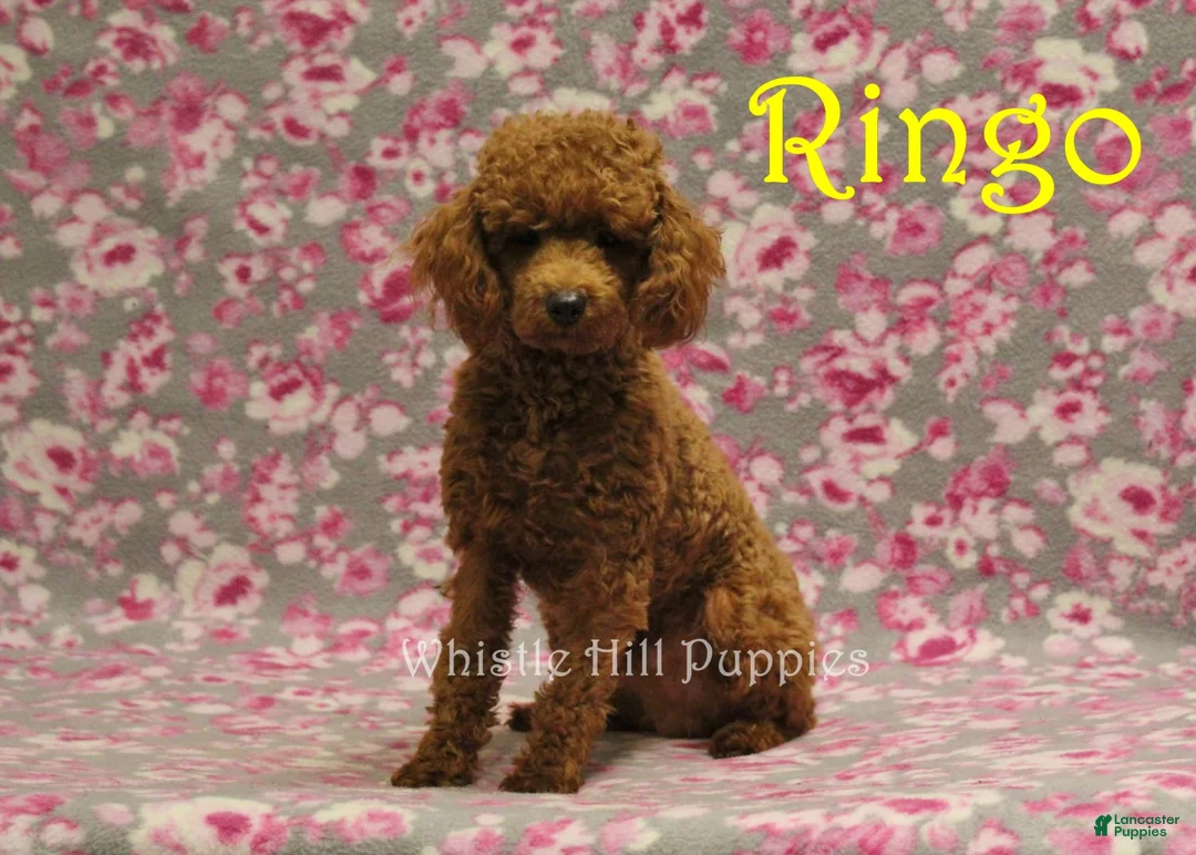 Cavapoo dogs for sale: Indy - Ad 6