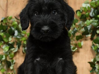 Giant Schnauzer dogs - Ad 6