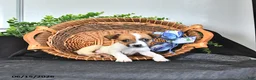 Jack Russell Terrier dogs for sale: Tasha - Ad 2