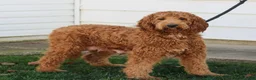 Goldendoodle dogs for sale: Joann  - Ad 4