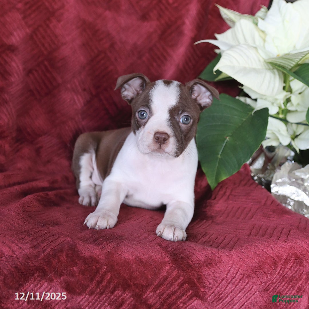 Boston Terrier dogs for sale: Birdie - Ad 4