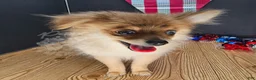 Pomeranian dogs for sale: Pepper's Long Shot - "Archer" - Ad 6