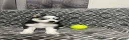 Pomsky dogs for sale: Dutch  - Ad 2