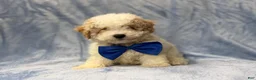 Bichpoo dogs for sale: Hercules - Ad 9