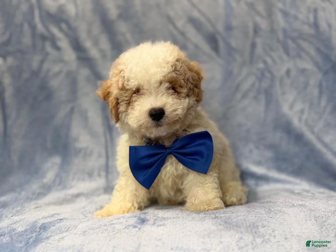 Bichpoo dogs for sale: Hercules - Ad 9