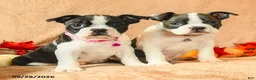 Boston Terrier dogs for sale: Laura - Ad 5