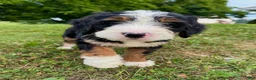 Bernedoodle dogs for sale: Ellie - Ad 7