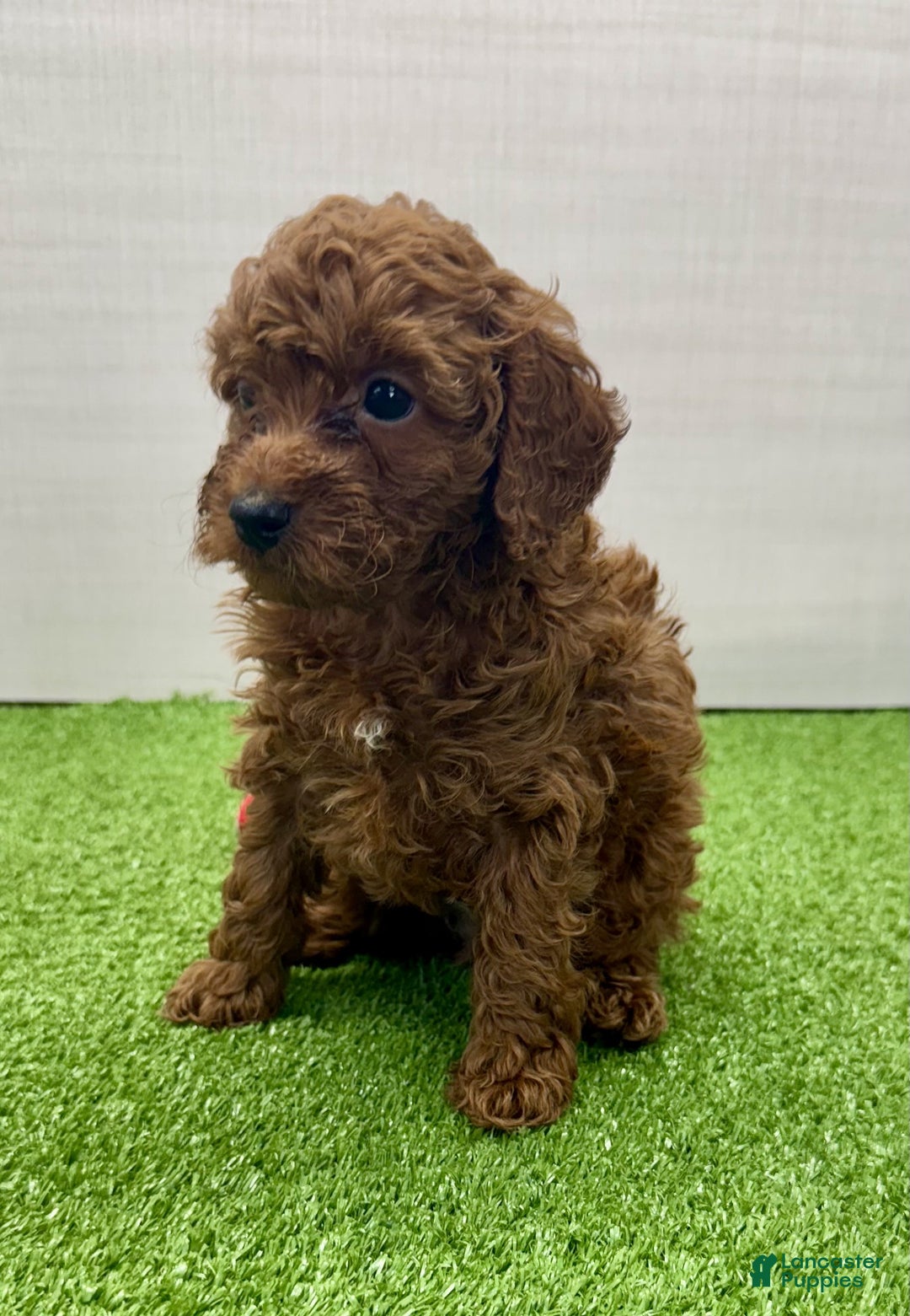Miniature Poodle dogs for sale: Murphy - Ad 9