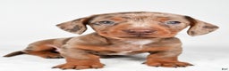 Miniature Dachshund dogs for sale: Finley - Ad 4