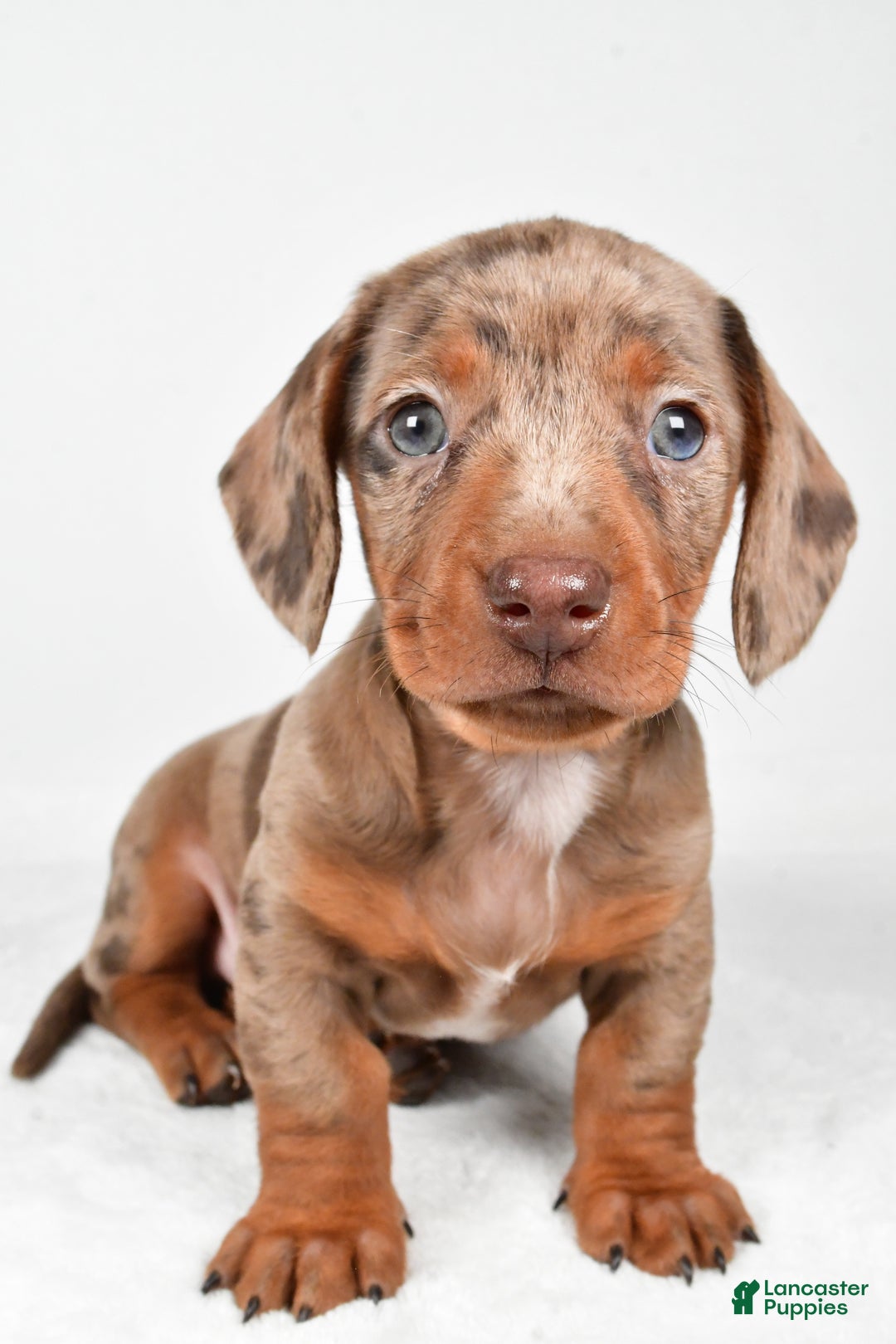 Miniature Dachshund dogs for sale: Finley - Ad 4