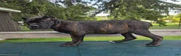 Cane Corso dogs for sale: Sage - Ad 5