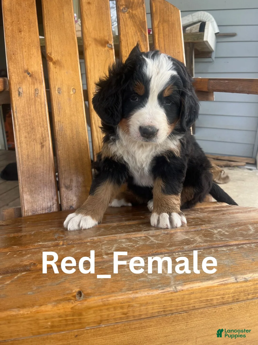 Bernese Mountain Dog dogs for sale: Red - Ad 1