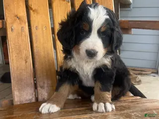 Bernese Mountain Dog dogs Red - Ad 41