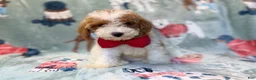 Miniature Poodle dogs for sale: Tater - Ad 11