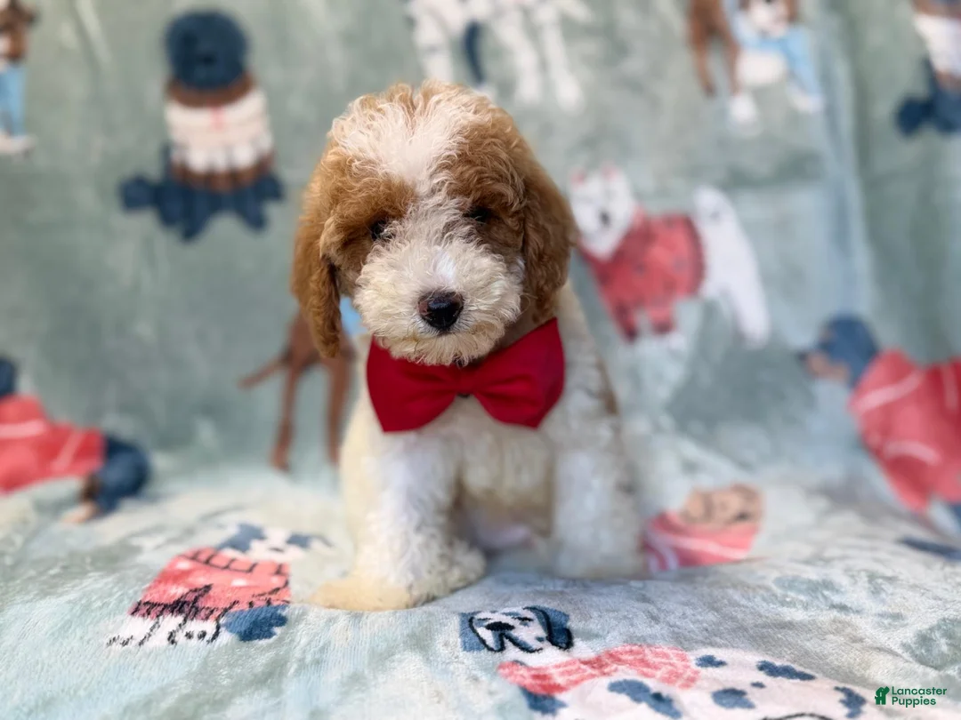 Miniature Poodle dogs for sale: Tater - Ad 11