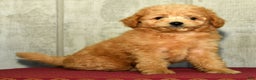 Eskipoo dogs for sale: Lilly - Ad 6