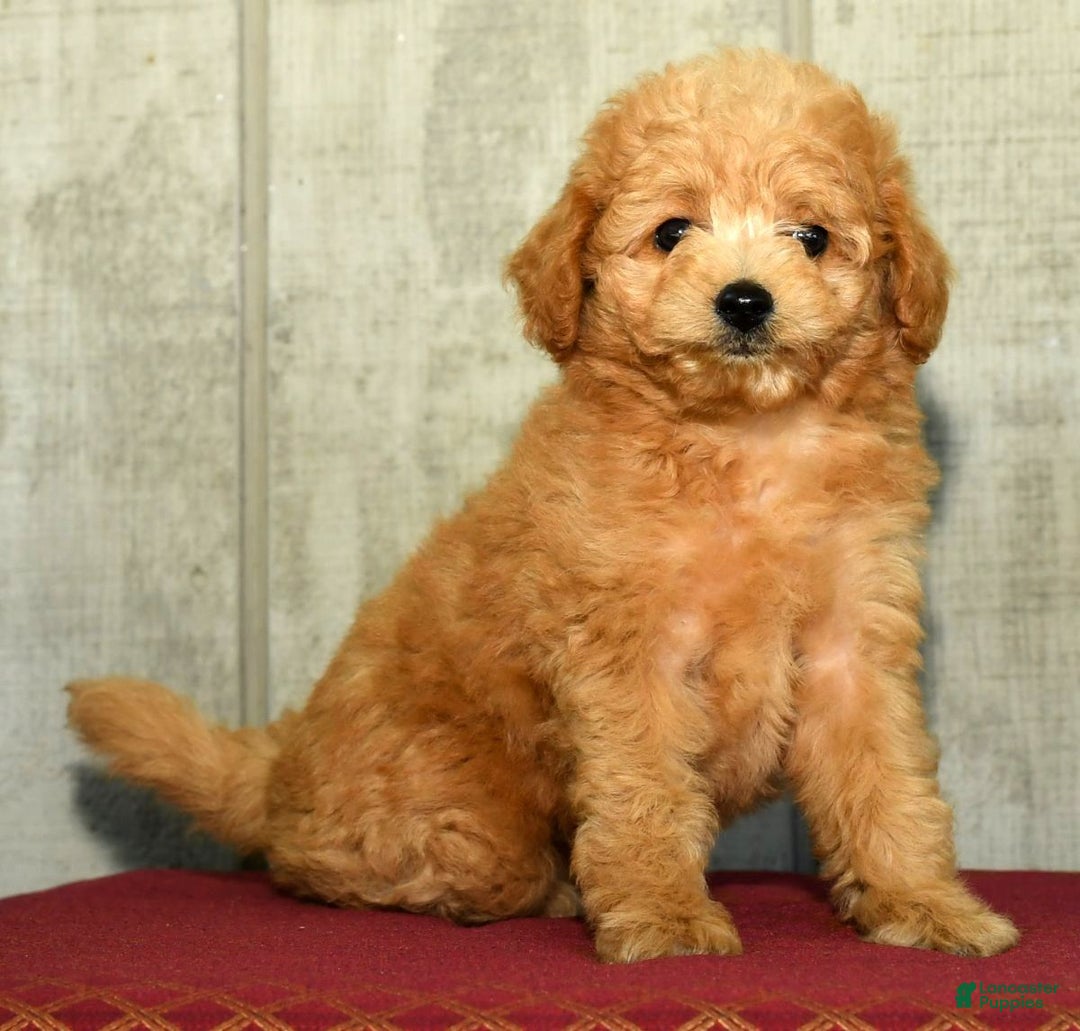 Eskipoo dogs for sale: Lilly - Ad 6