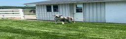 Great Dane dogs for sale: Dallas - Ad 6