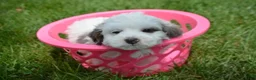Bernedoodle dogs for sale: Brooke Bernedoodle 6 - Ad 2