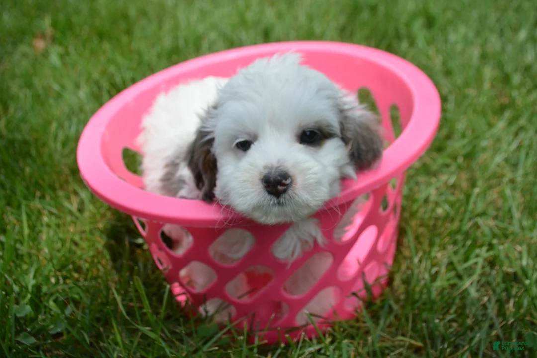 Bernedoodle dogs for sale: Brooke Bernedoodle 6 - Ad 2