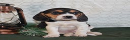 Beagle dogs for sale: Molly - Ad 4