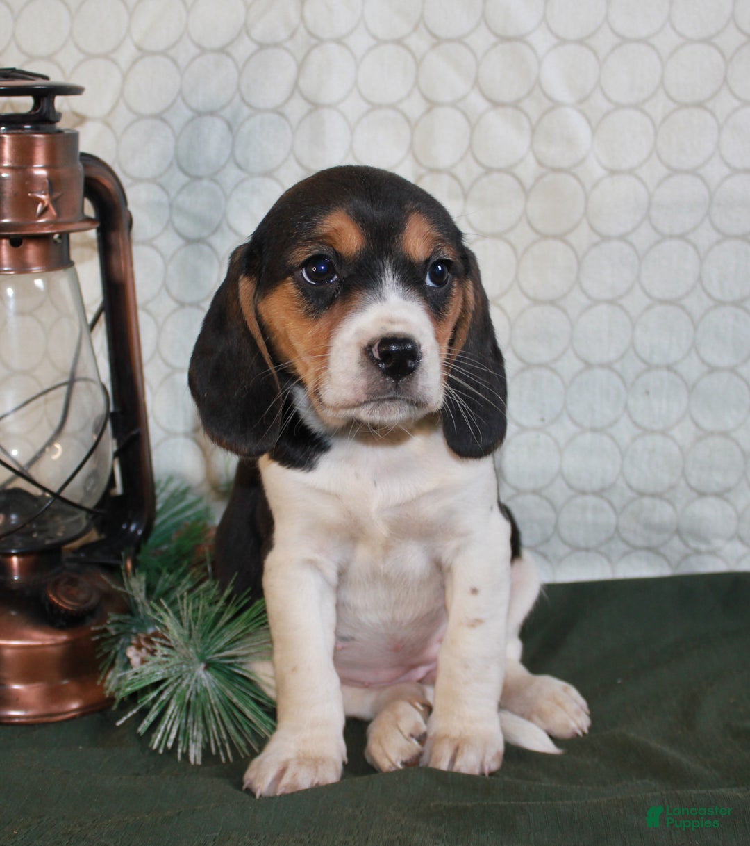 Beagle dogs for sale: Molly - Ad 4