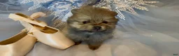 Pomeranian dogs for sale: Biscotti - Ad 16