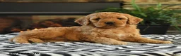 Mini Goldendoodle dogs for sale: Leah - Ad 5