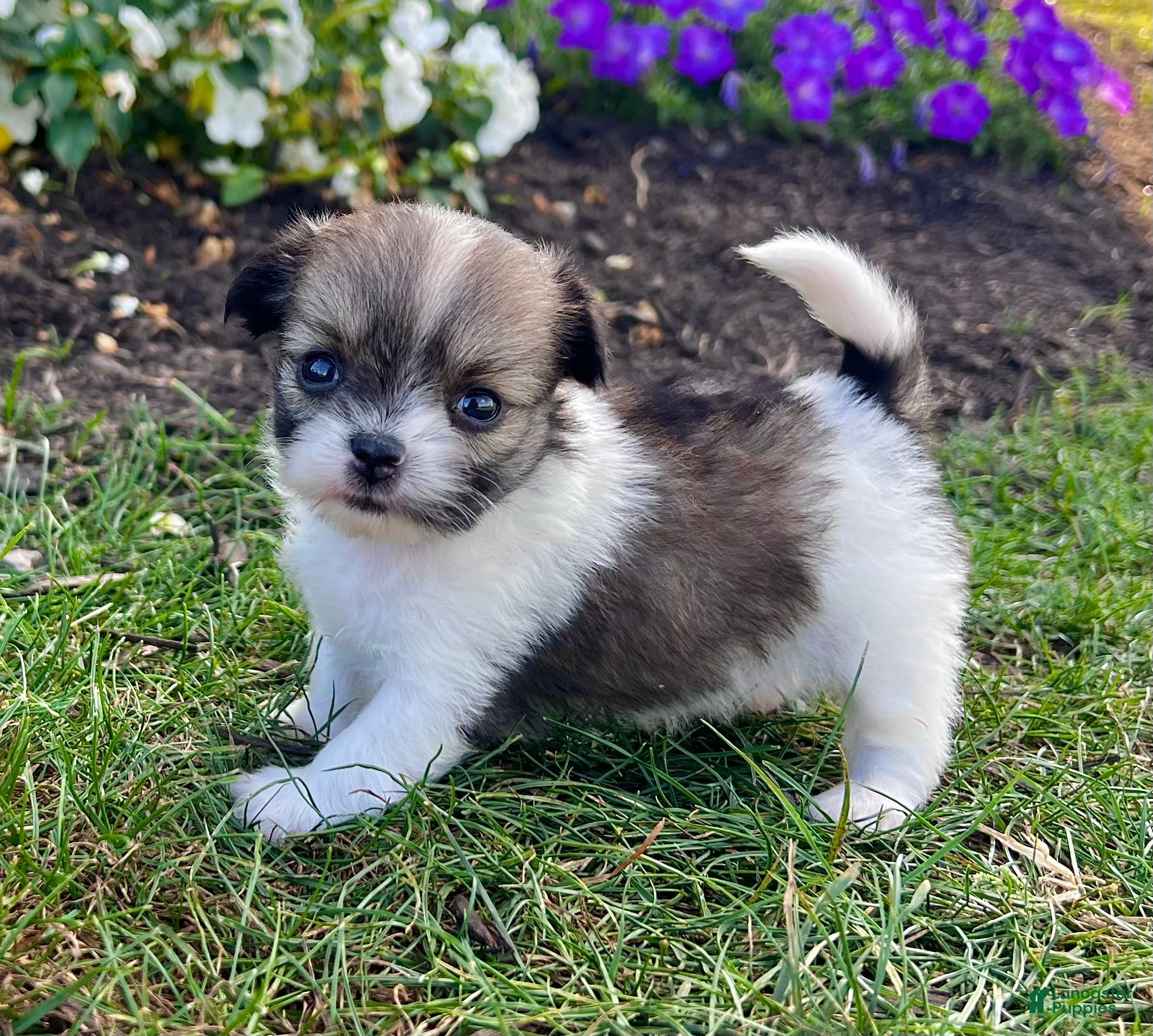 Shih Pomeranian Puppies for sale Lancaster Puppies