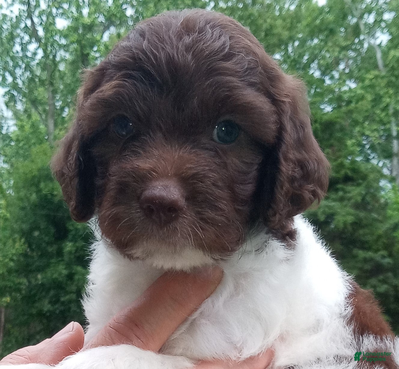 Cockapoo dogs "Chicken Taco" Cock-a-Doodle-Do Male Pup Elizabeth, IN    - Ad 24