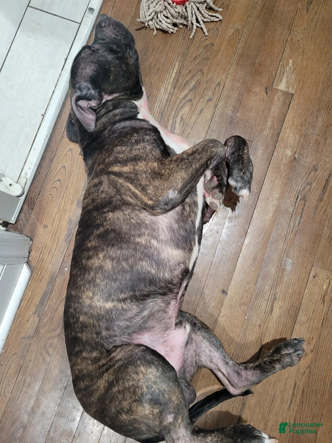 American Pit Bull Terrier dogs for stud: Mocha - Ad 2