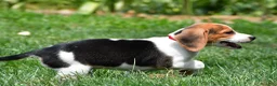 Beagle dogs for sale: Daisy - Ad 6