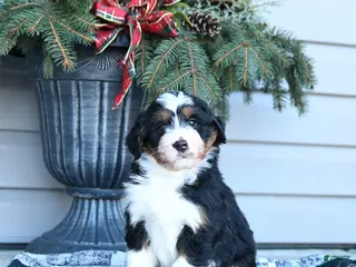Bernedoodle dogs Mitchell - Ad 11