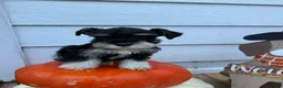 Miniature Schnauzer dogs for sale: Coconut - Ad 6